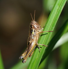 Praxibulus