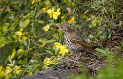 Anthus hodgsoni