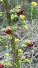 Scrophularia rubricaulis
