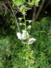 Verbascum blattaria