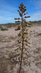 Drimia elata