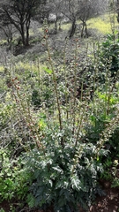 Scrophularia rubricaulis