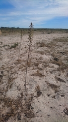 Drimia elata