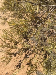Melaleuca glomerata