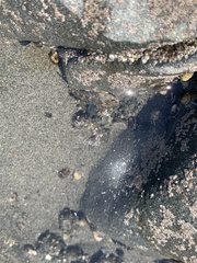 Oligocottus maculosus