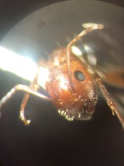 Camponotus discolor