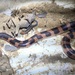 Cape York Shovel-nosed Snake - Photo (c) Michael Mcmaster, some rights reserved (CC BY-NC), uploaded by Michael Mcmaster