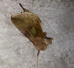 Autographa bractea