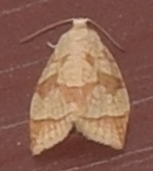 Adoxophyes negundana