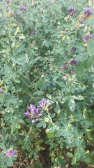 Medicago sativa