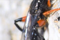 Chalcosyrphus curvaria