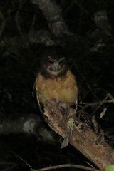 Pulsatrix koeniswaldiana