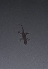 Hemidactylus turcicus