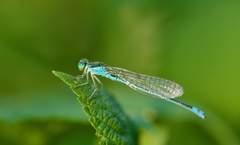 Paracercion hieroglyphicum