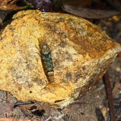 Caridina serrata