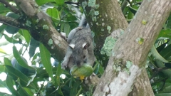 Sciurus variegatoides