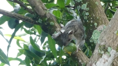 Sciurus variegatoides