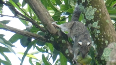Sciurus variegatoides