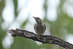 Ramsayornis fasciatus