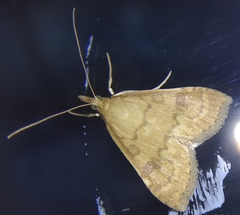 Udea fulvalis