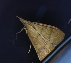 Udea fulvalis