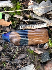 Temognatha