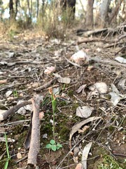 Pterostylis rubescens