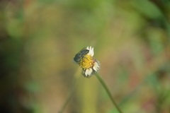 Megachile concinna