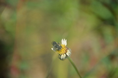 Megachile concinna