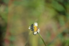 Megachile concinna