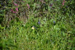 Phoebis sennae sennae