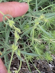 Silene lemmonii