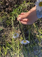 Aster alpinus vierhapperi