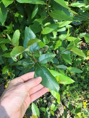 Black Cottonwood (Populus trichocarpa)