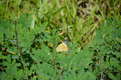 Phoebis sennae sennae