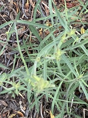 Silene lemmonii