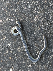 Afrotyphlops schlegelii