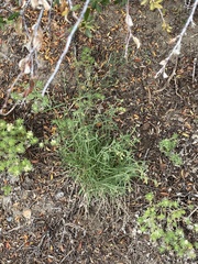 Silene lemmonii