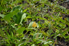 Phoebis sennae sennae