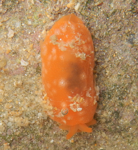 Berthellina granulata