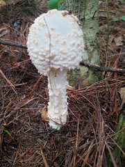 Amanita chrysoblema