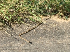 Psammophis subtaeniatus