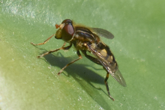 Parhelophilus rex
