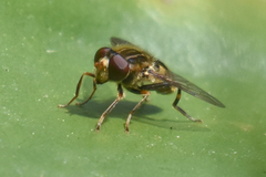 Parhelophilus rex