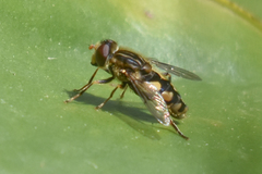 Parhelophilus rex