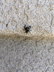 Phidippus audax