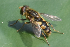 Parhelophilus rex