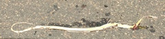 Psammophis subtaeniatus