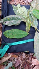 Lauraceae