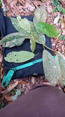 Lauraceae